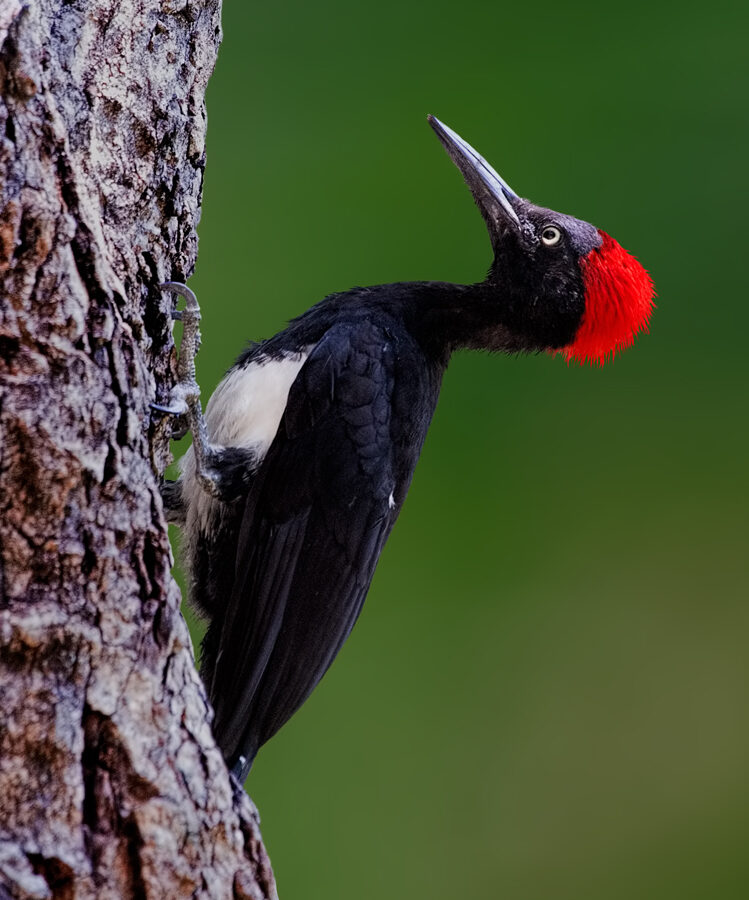 White-bellied Woodpecker