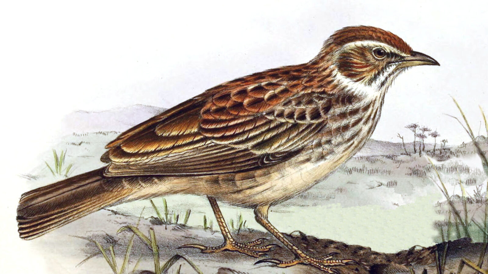 Rusty Bush Lark