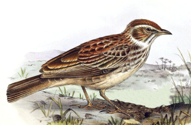 Rusty Bush Lark