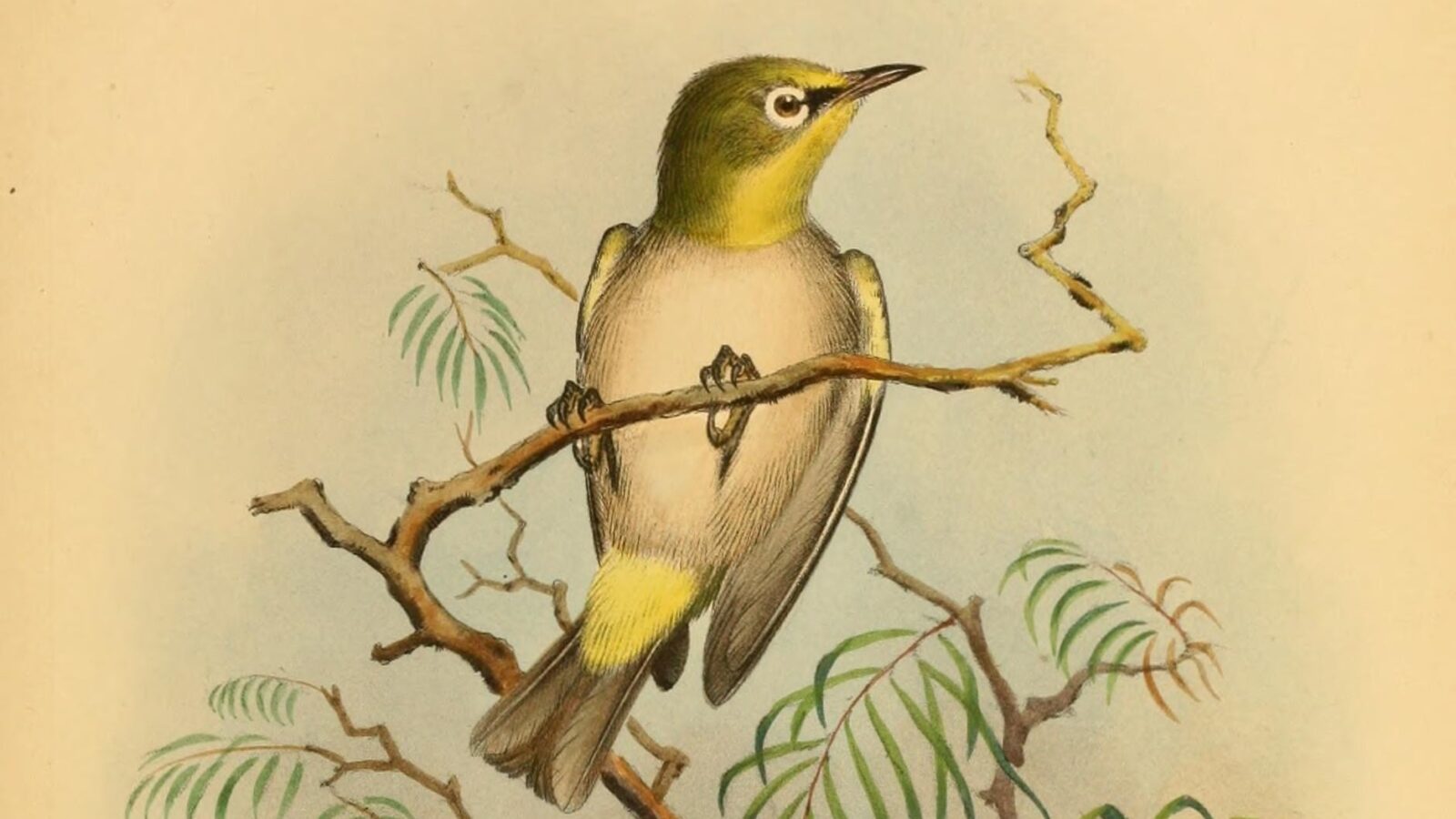 Moheli White-eye