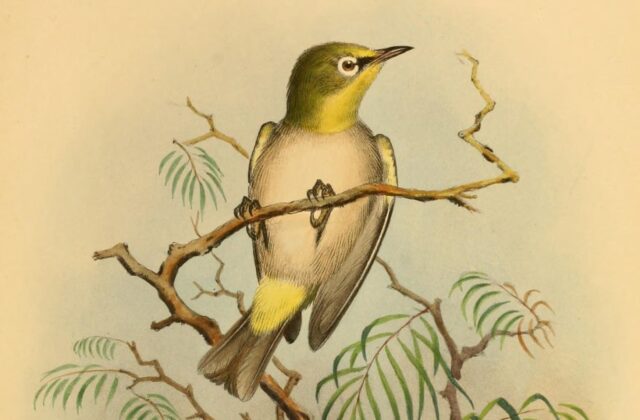 Moheli White-eye