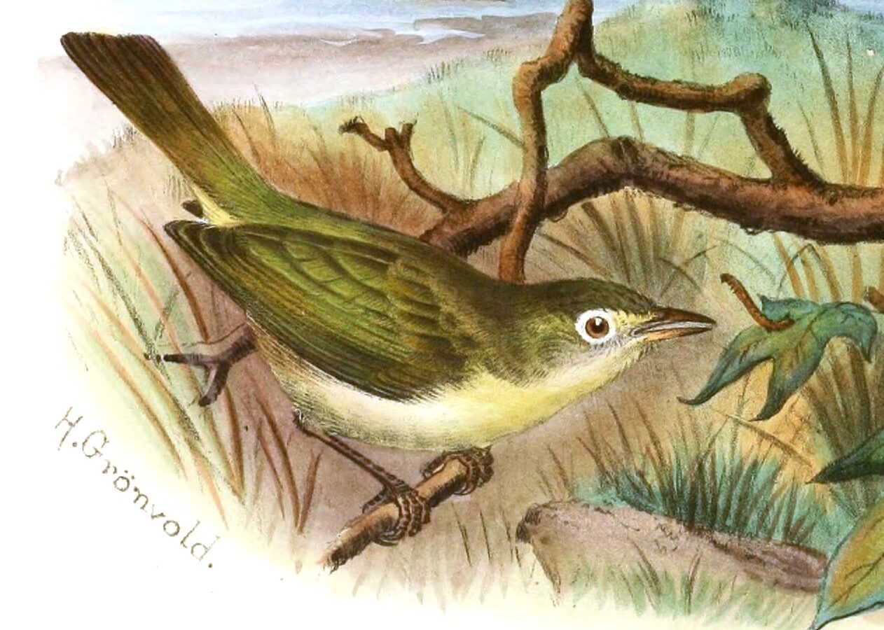 Principe White-eye
