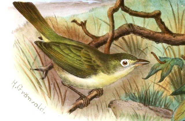 Principe White-eye