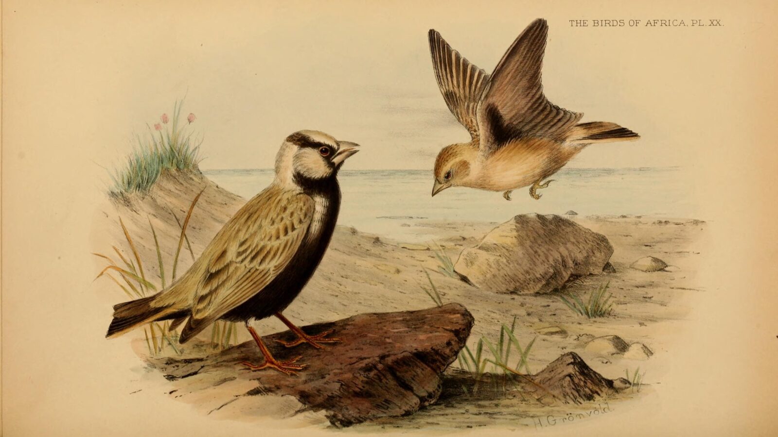 Black-crowned Sparrow-Lark