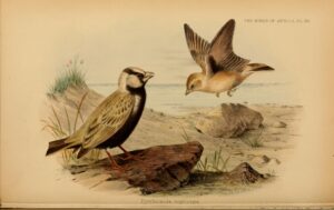 Black-crowned Sparrow-Lark