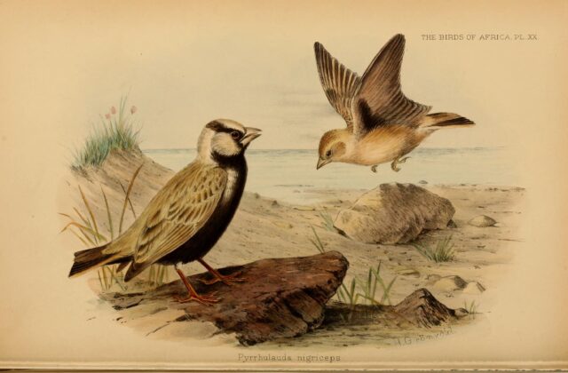 Black-crowned Sparrow-Lark