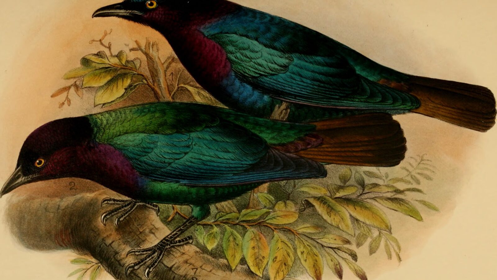 Copper-tailed Starling