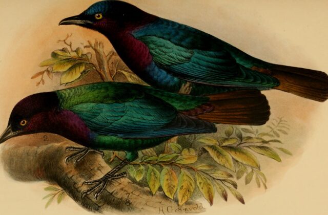 Copper-tailed Starling