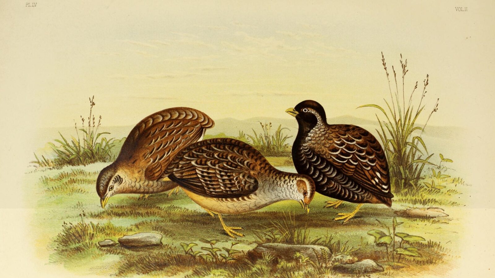 Chestnut-backed Buttonquail