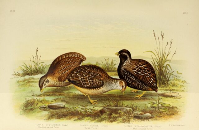Chestnut-backed Buttonquail