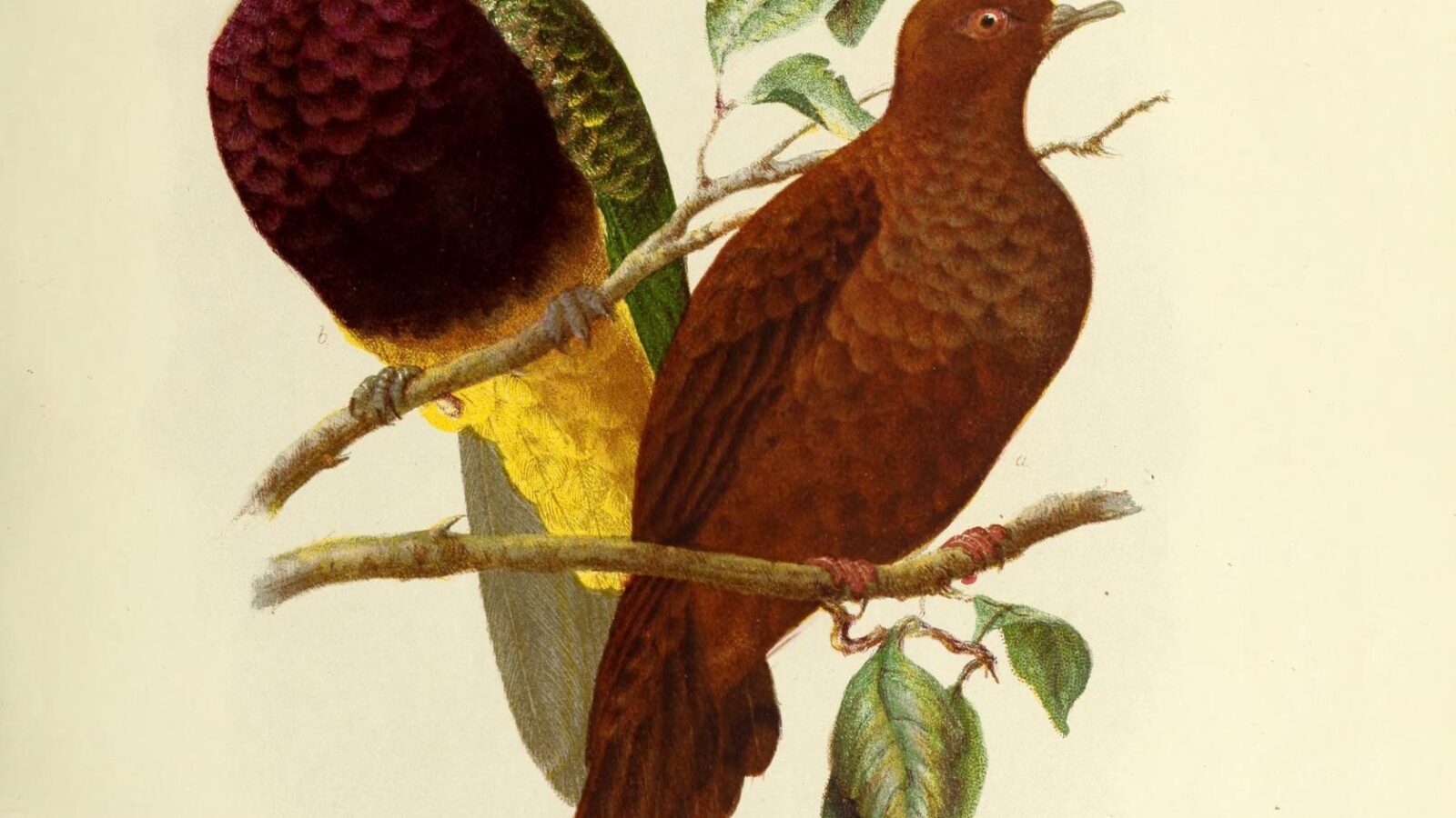 Wompoo Fruit Dove