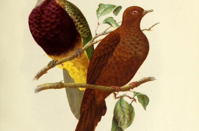 Wompoo Fruit Dove