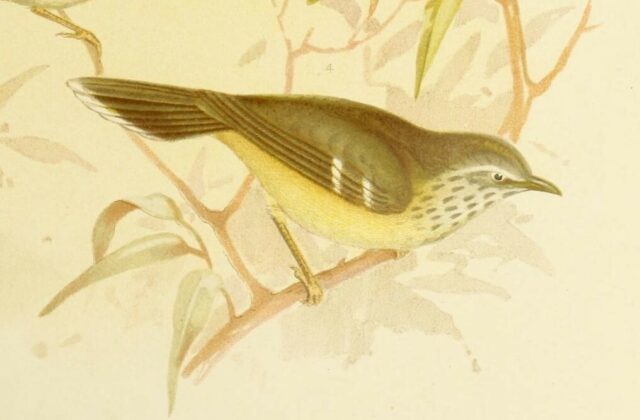 Spotted Scrubwren