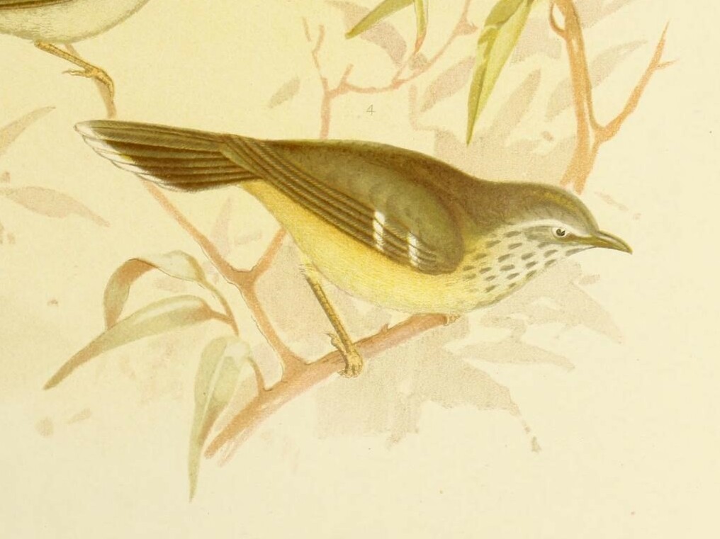 Spotted Scrubwren