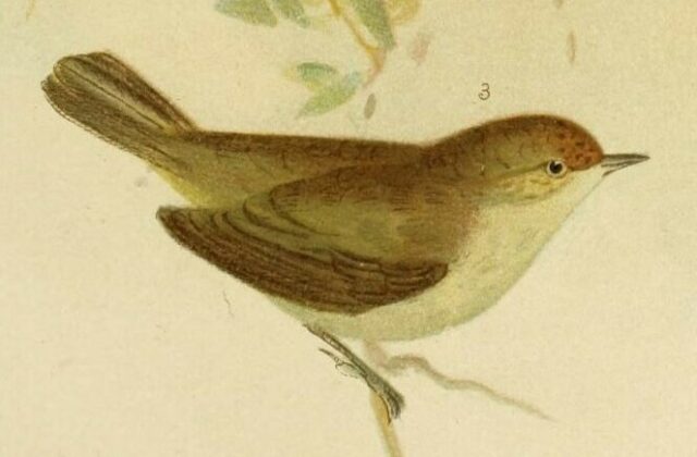 Western Thornbill