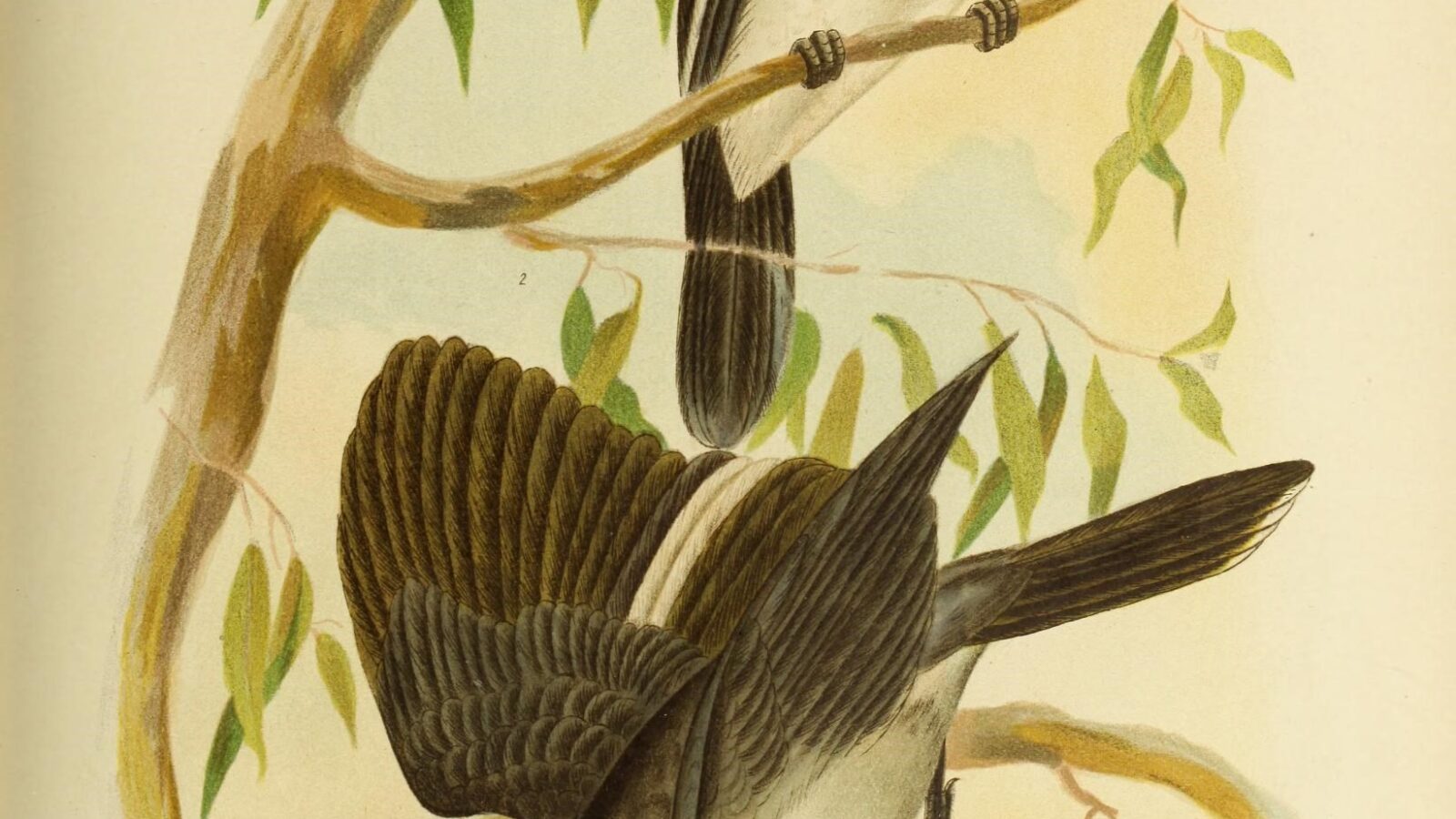 Silver-backed Butcherbird
