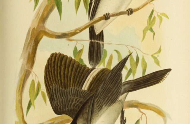 Silver-backed Butcherbird