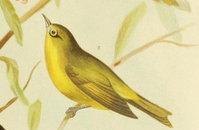 Canary White-eye