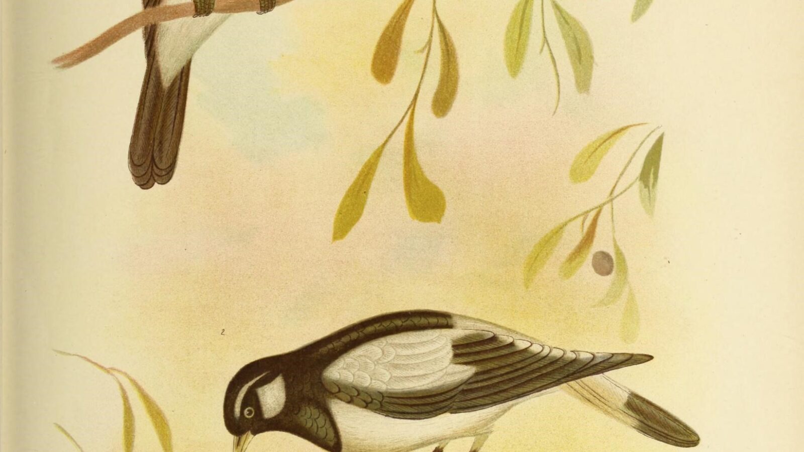 White-breasted Whistler