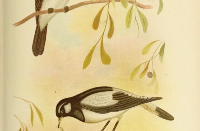 White-breasted Whistler