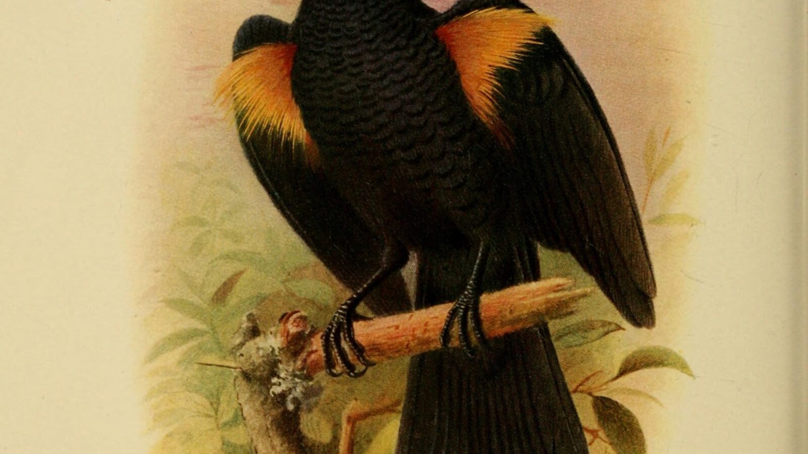 Golden-tufted Mountain Grackle