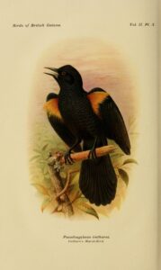 Golden-tufted Mountain Grackle