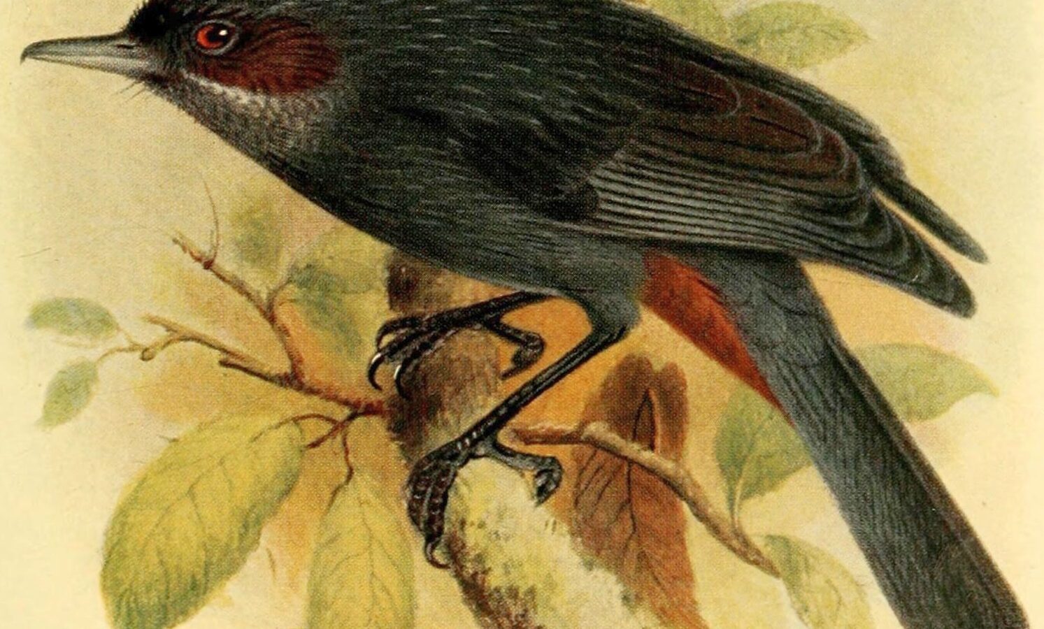 Greater Flowerpiercer