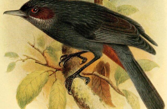 Greater Flowerpiercer
