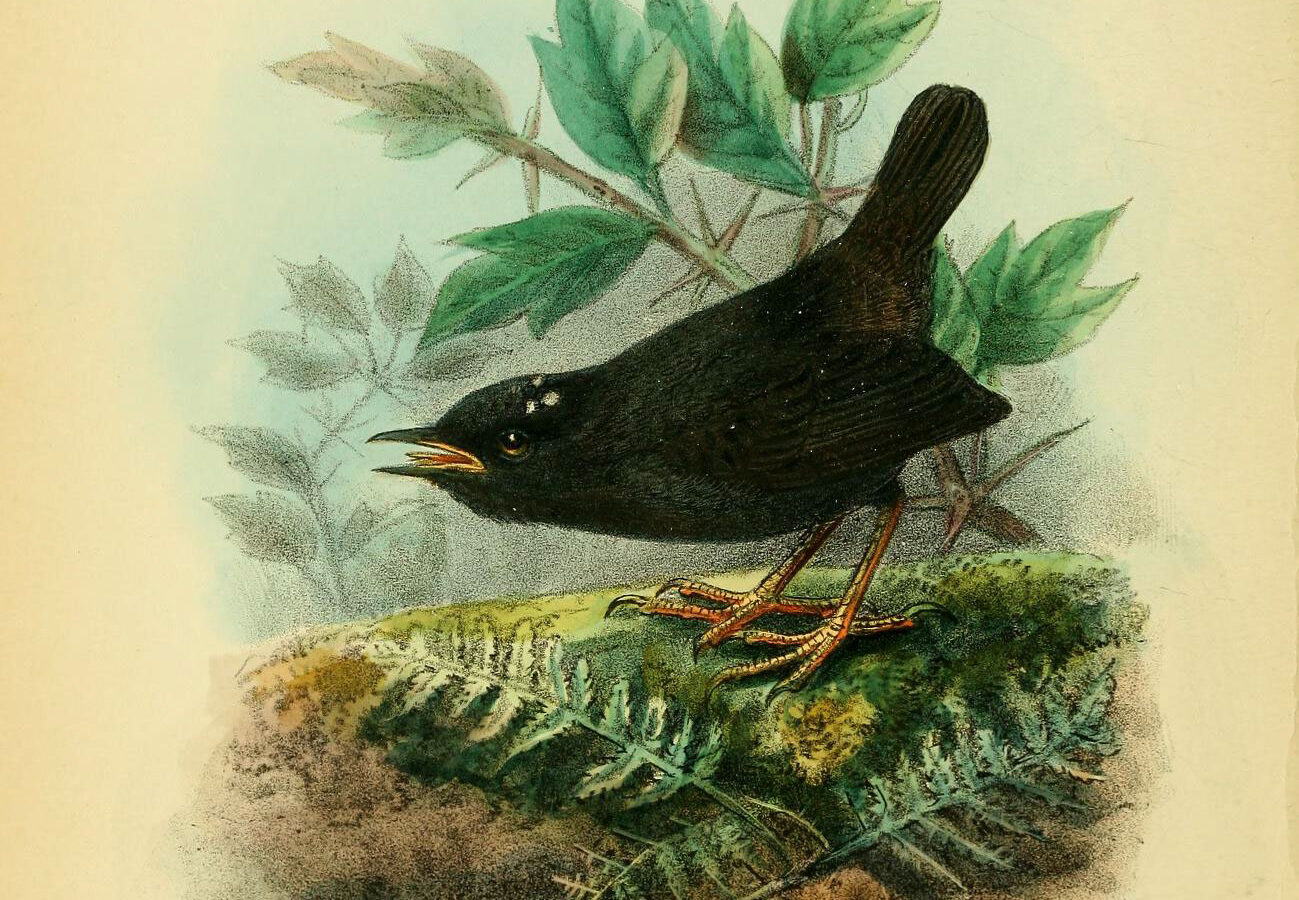 Magellanic Tapaculo