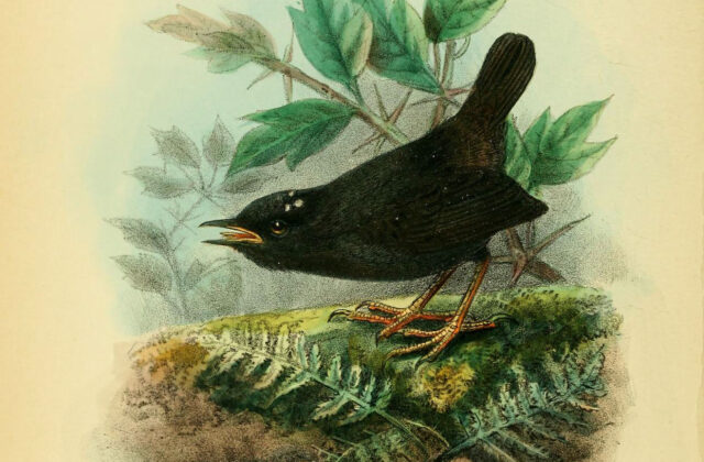 Magellanic Tapaculo