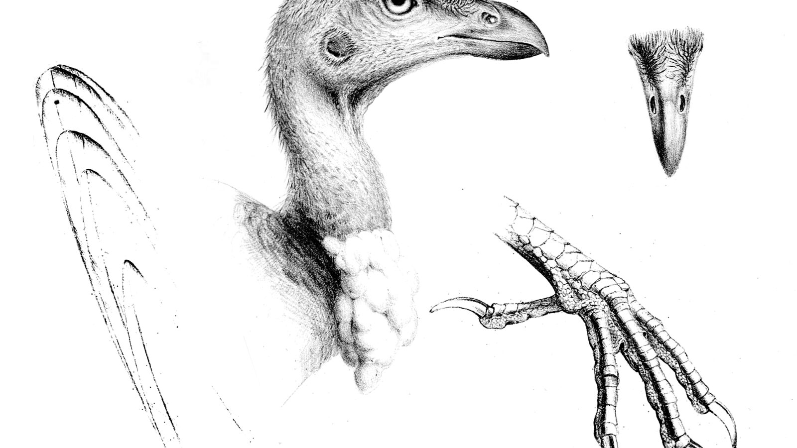 Black-billed Brushturkey