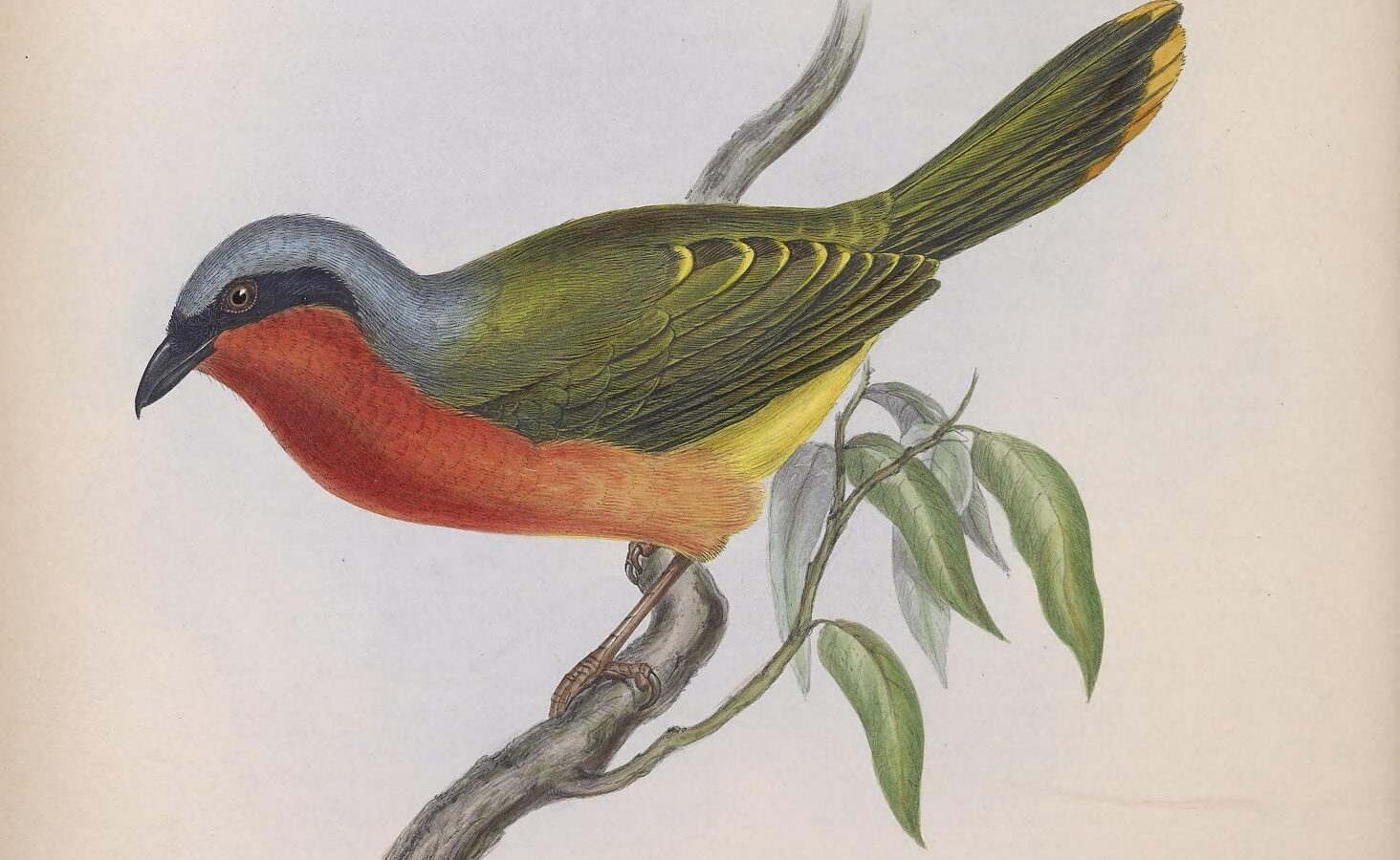 Many-colored Bushshrike