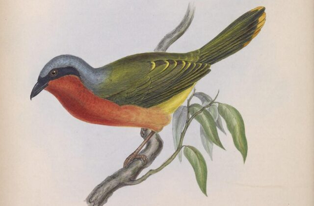 Many-colored Bushshrike