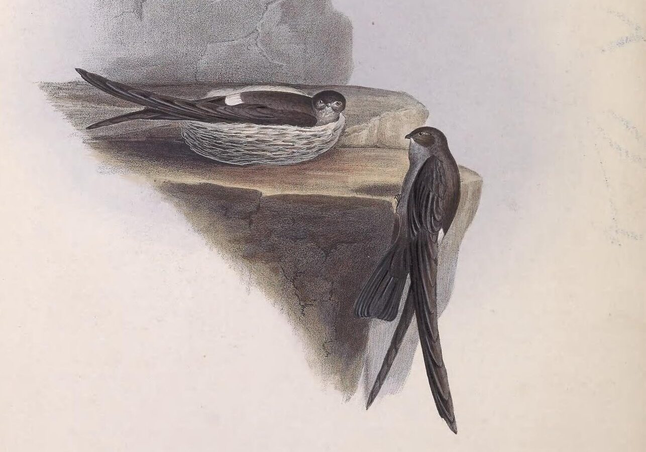 Pygmy Swiftlet