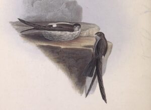 Pygmy Swiftlet