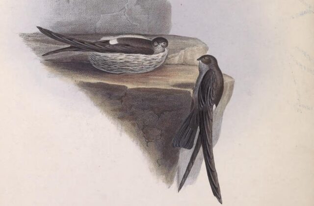 Pygmy Swiftlet