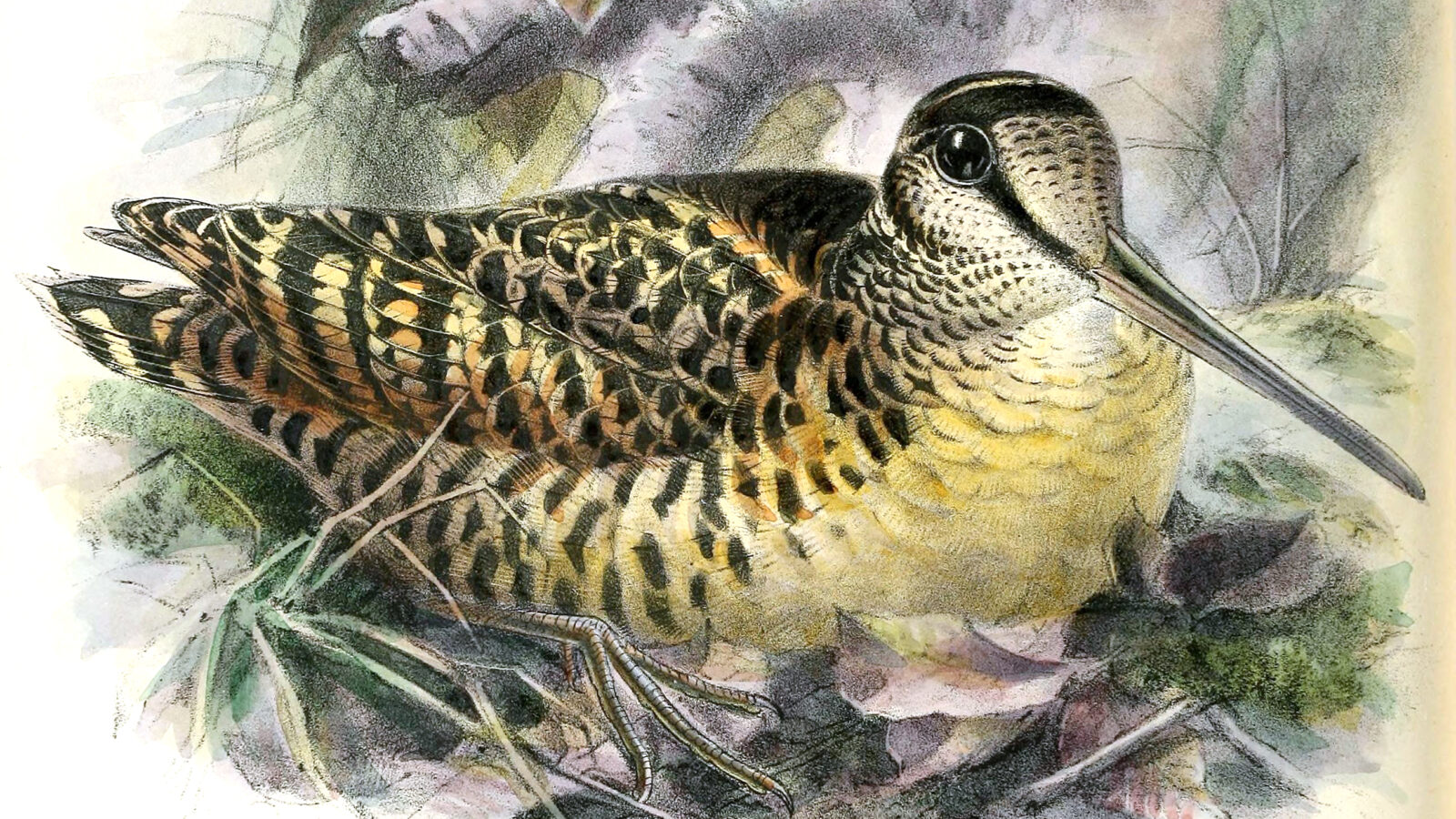 Moluccan Woodcock