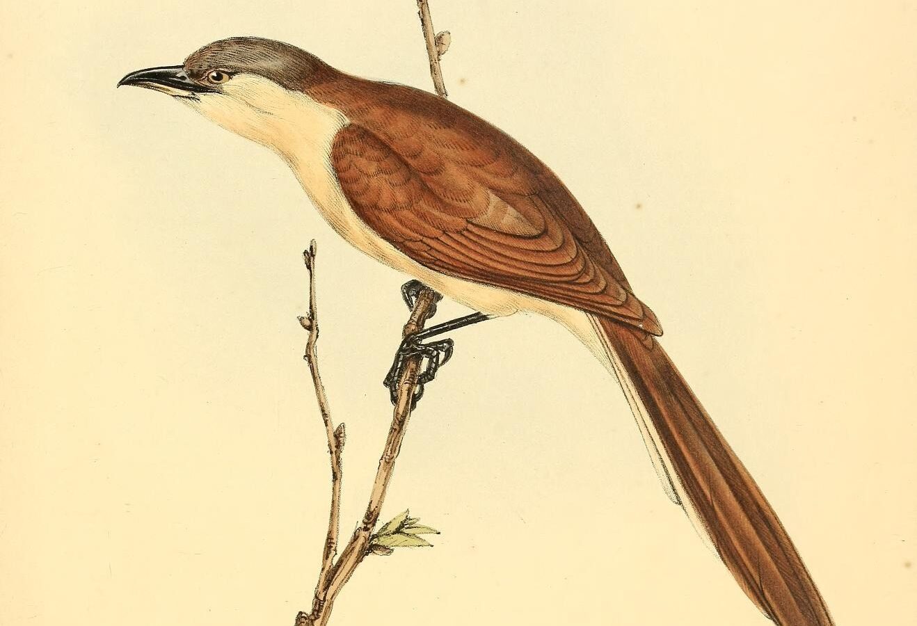 Cocos Cuckoo