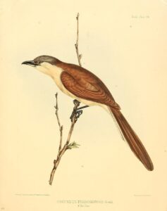Cocos Cuckoo