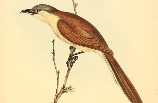 Cocos Cuckoo