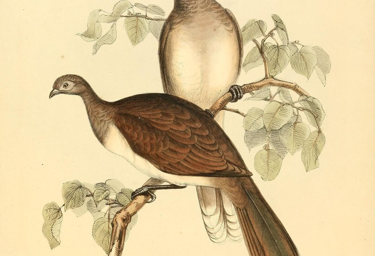 White-bellied Chachalaca