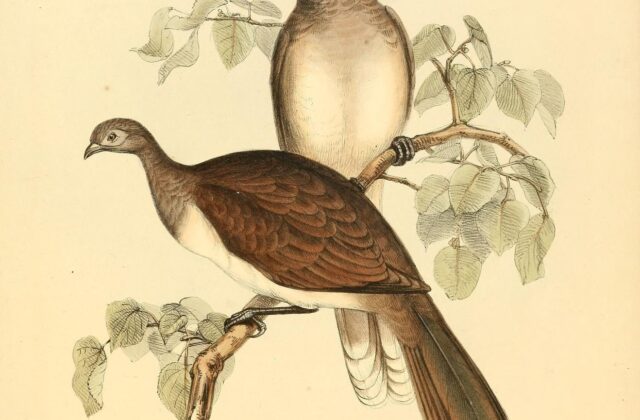 White-bellied Chachalaca