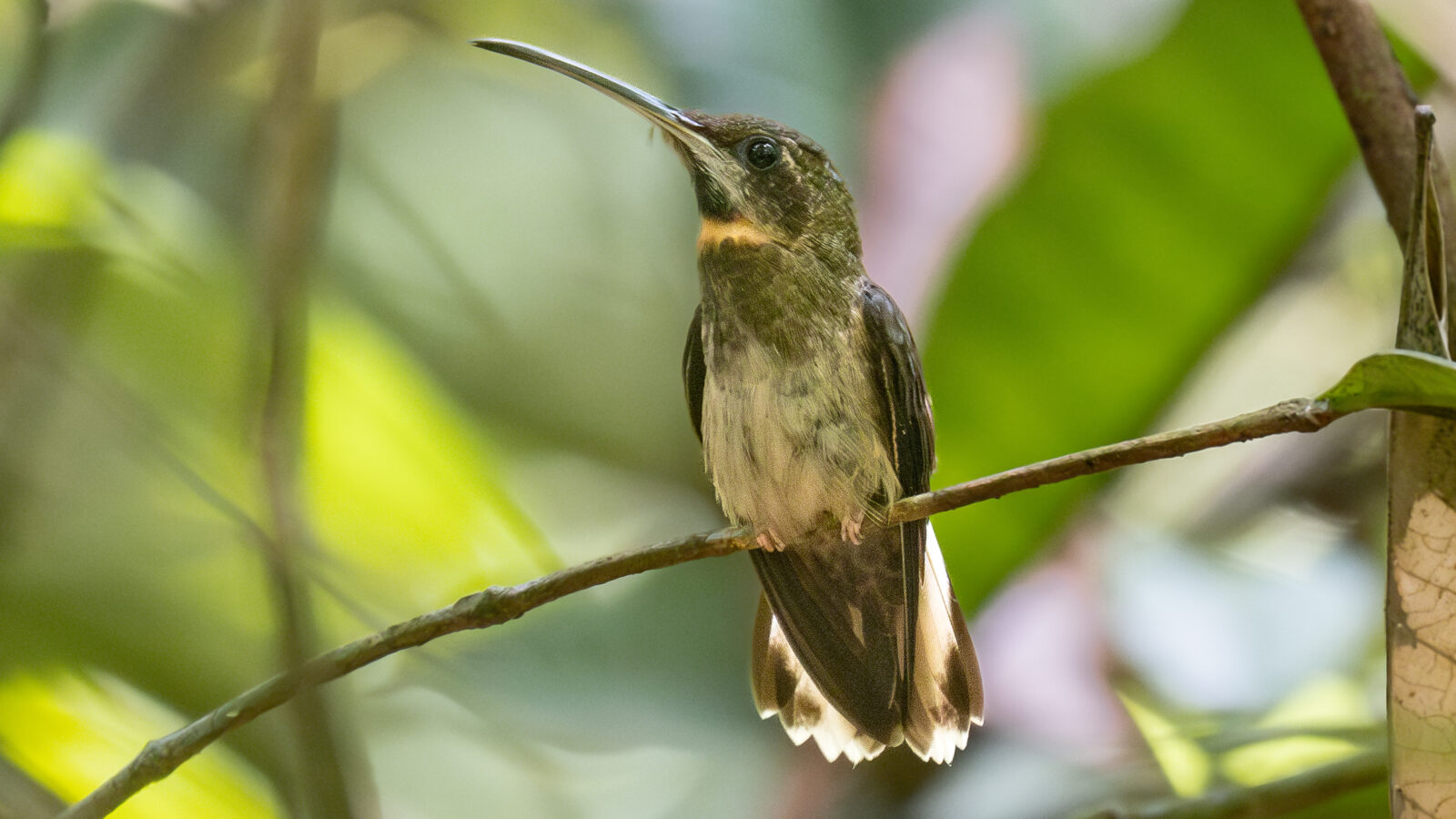Pale-tailed Barbthroat