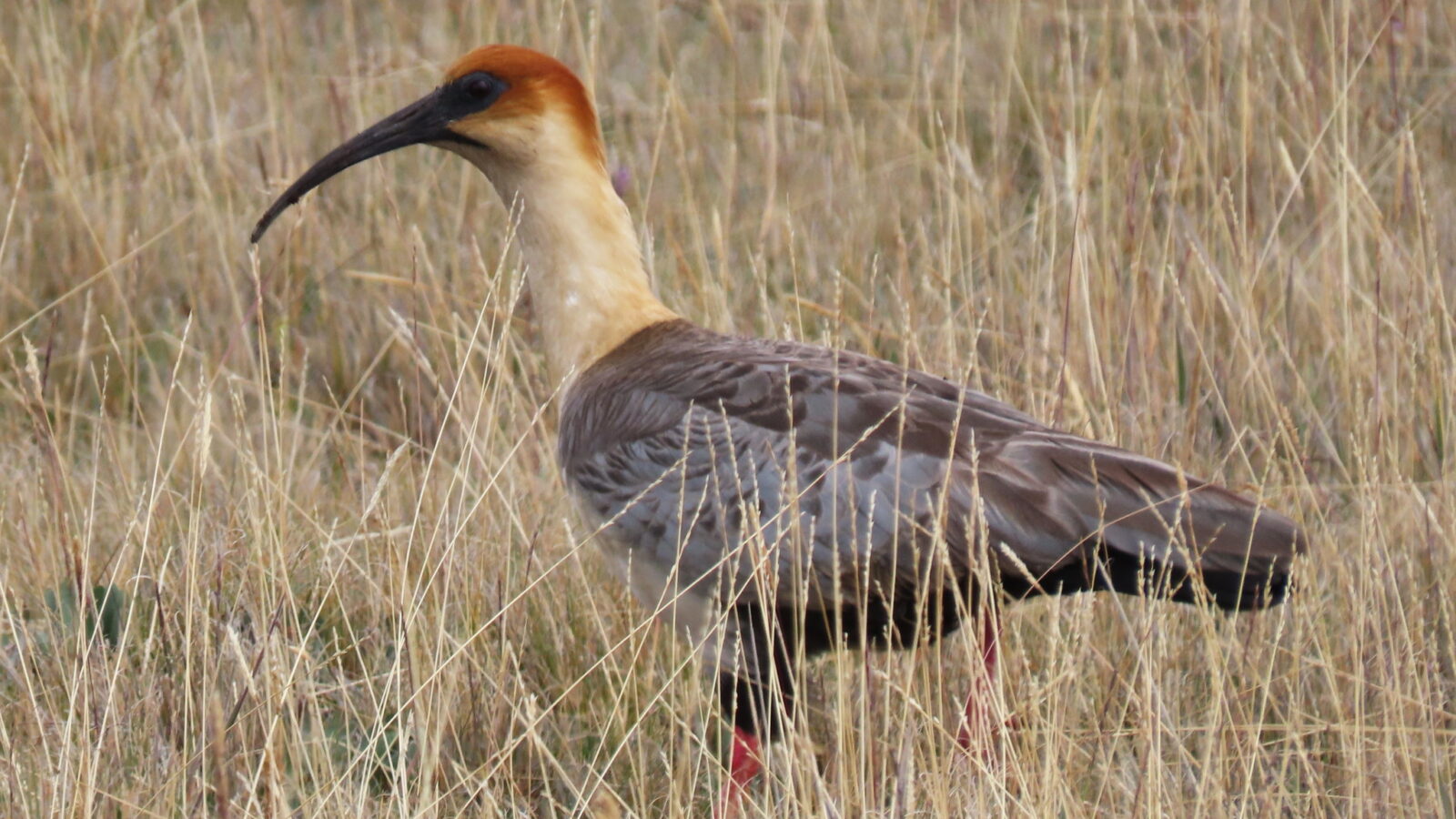 Andean Ibis