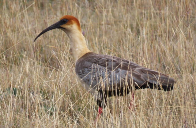 Andean Ibis