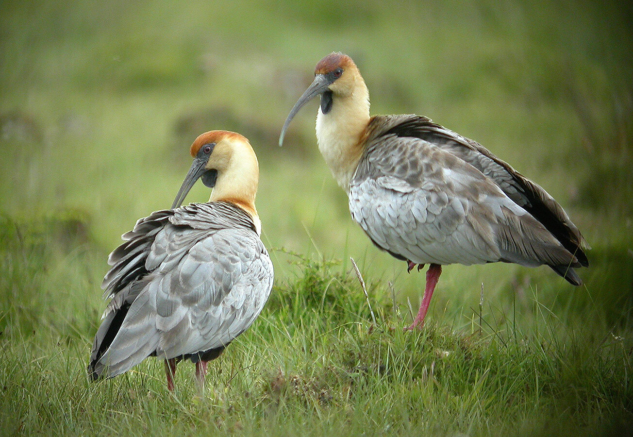 Black-faced Ibis