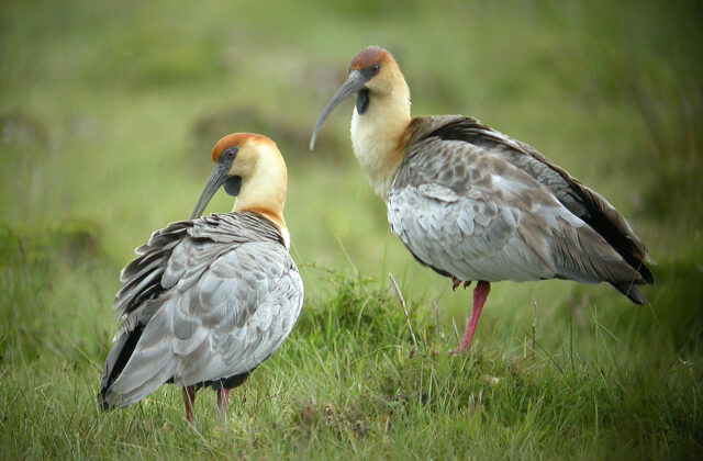 Black-faced Ibis