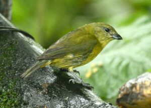 Thick-billed Euphonia