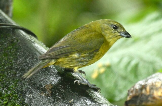 Thick-billed Euphonia