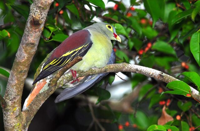 Thick-billed Green Pigeon